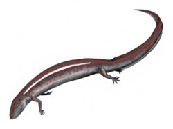 Eogyrinus