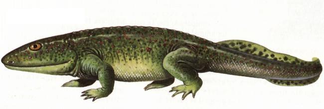 Icthyostega