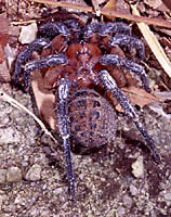 Mesothelae