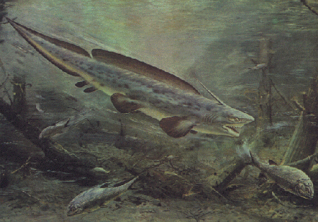 Xenacanthus