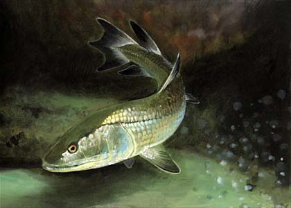 Eusthenopteron