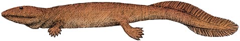Hynerpeton