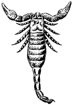 Paleophonus
