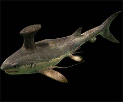 Stethacanthus