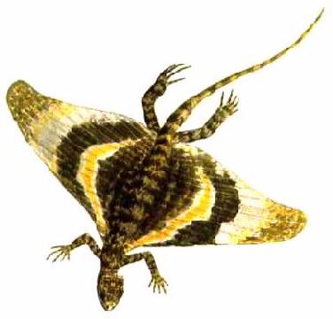 Coelurosauravus