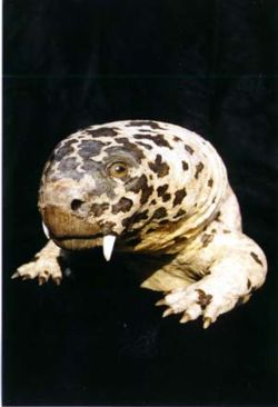 Diictodon