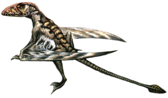Dimophodon
