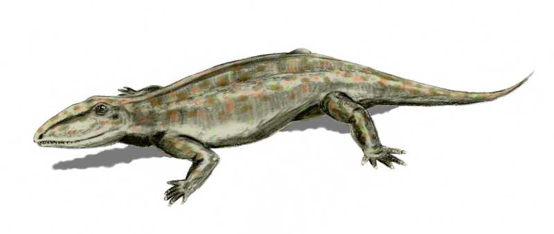 Ophiacodon