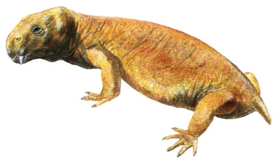 Robertia