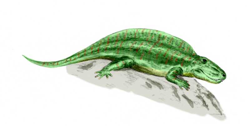 Sphenacodon