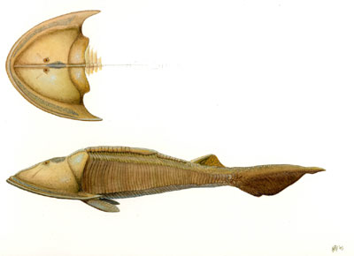 Cephalaspis