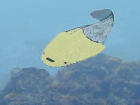 Thelodonti