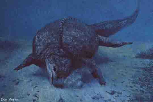 Placodont