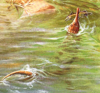 Rutiodon